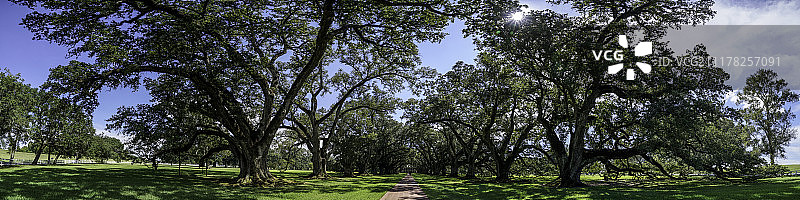 橡树巷图片素材