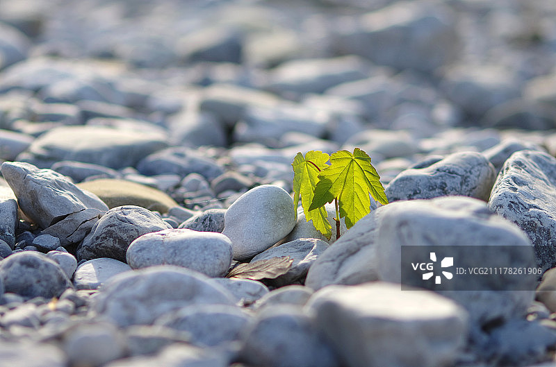 真正的毅力图片素材