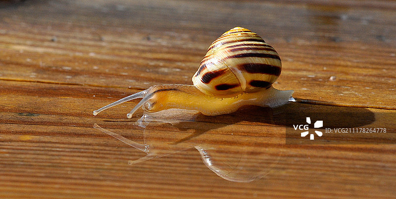 欧洲小蜗牛图片素材