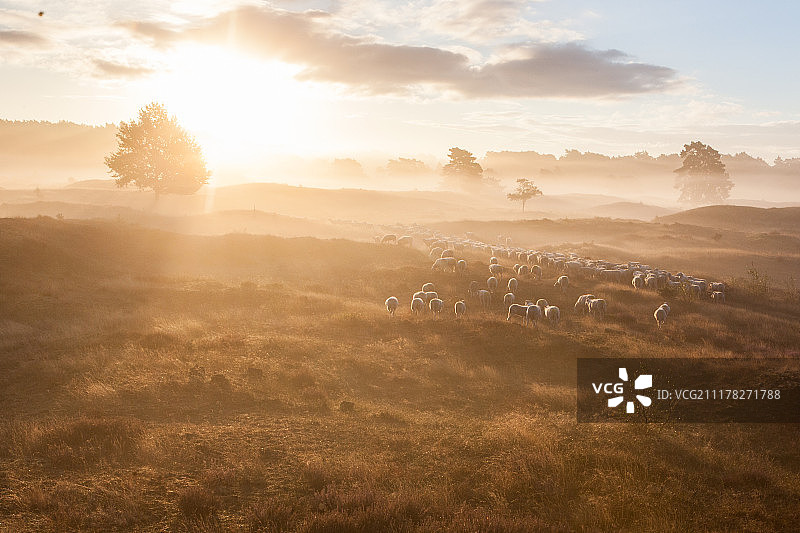 光线中的羊群图片素材