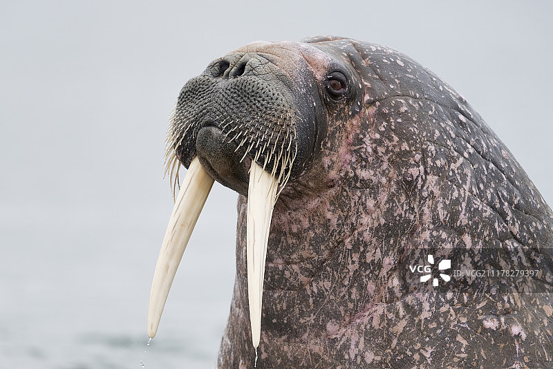 我是海象图片素材