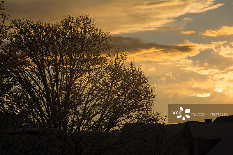 日落时天空背景下的树木轮廓图片素材
