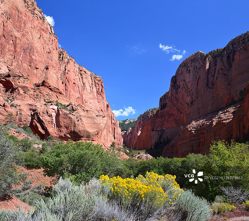 科罗布之花图片素材
