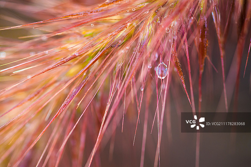 狐尾草上闪耀的水滴图片素材