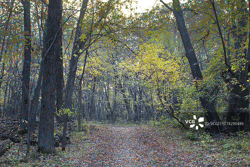 森林的路径图片素材