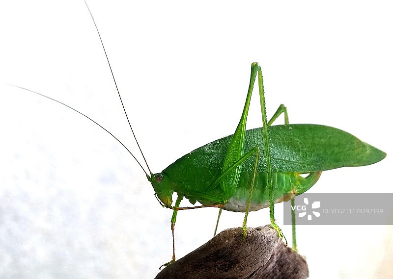 参观者图片素材