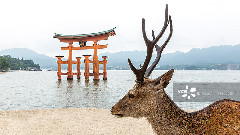 宫岛严岛神社的鸟居图片素材