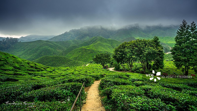 茶叶谷图片素材