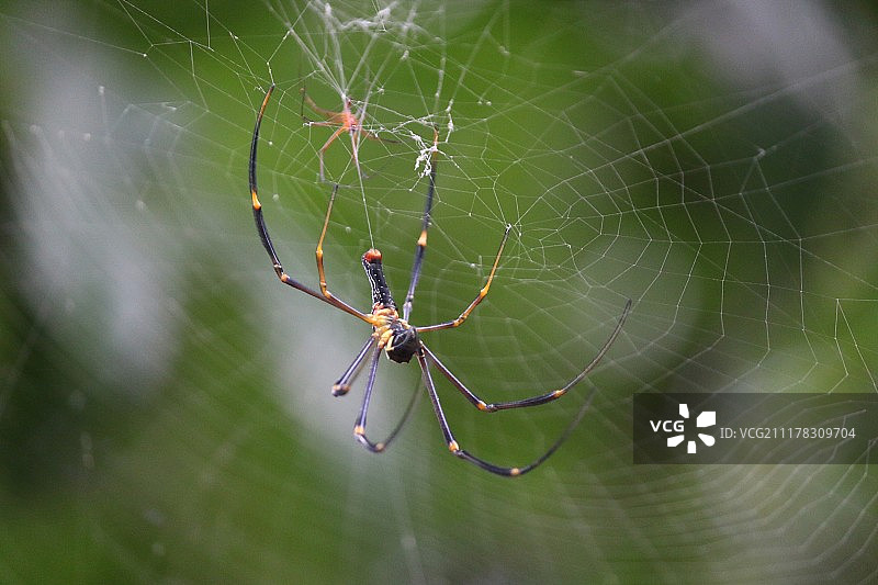 金丝蛛正在结网图片素材