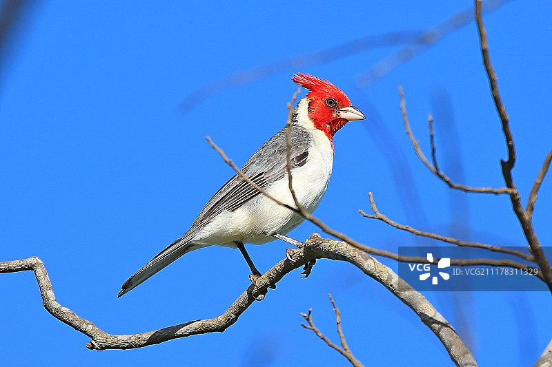 红冠红雀图片素材