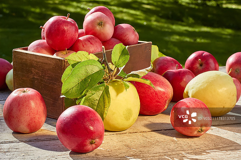 木桌上刚采摘的苹果盒图片素材