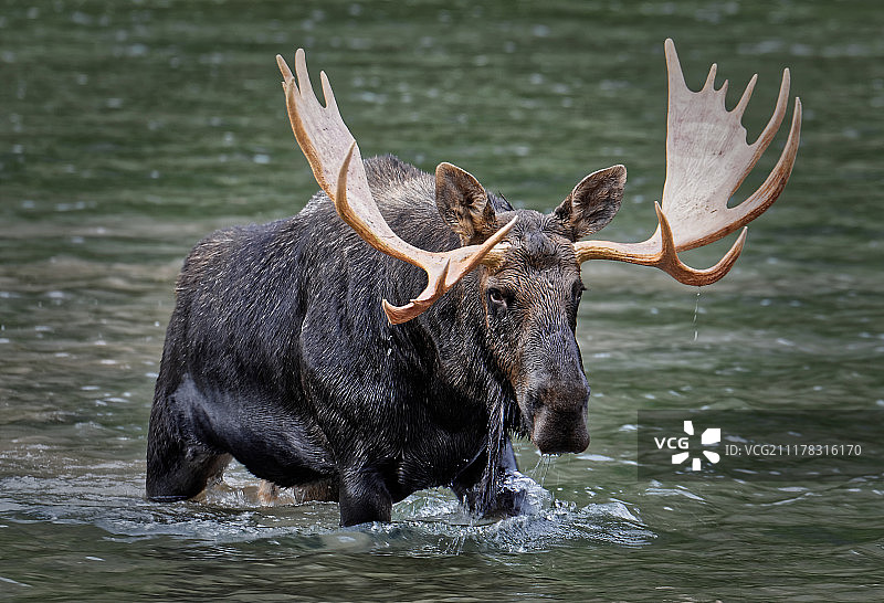 冰川国家公园的驼鹿 #1图片素材