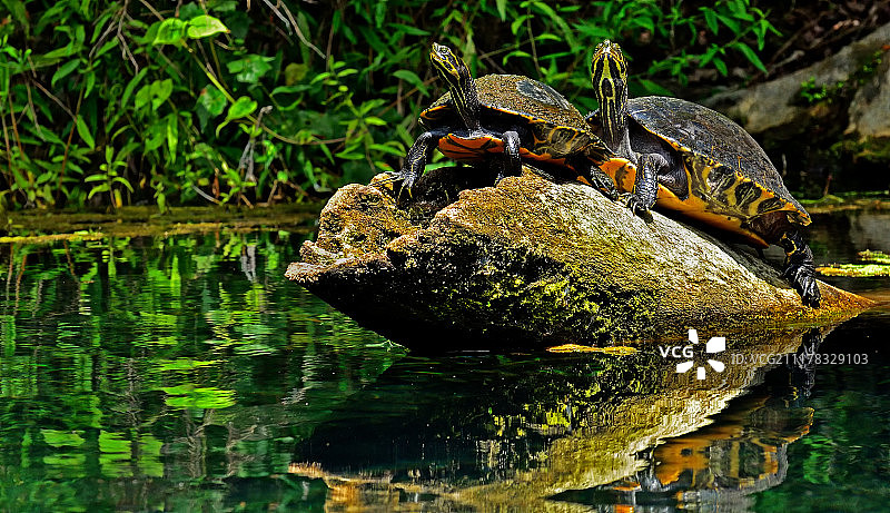 一对乌龟图片素材