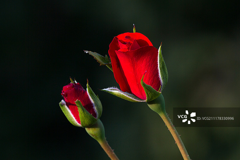 花园里的一朵红色玫瑰花蕾，夏日之恋图片素材