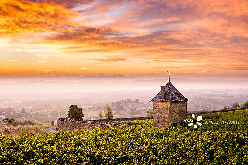 日出时分的葡萄园图片素材