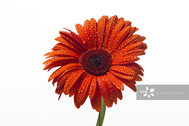 白色背景上带水滴的橙色非洲菊图片素材