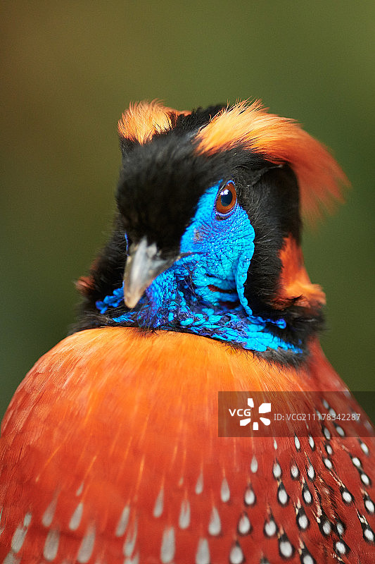 猎 Hens人图片素材