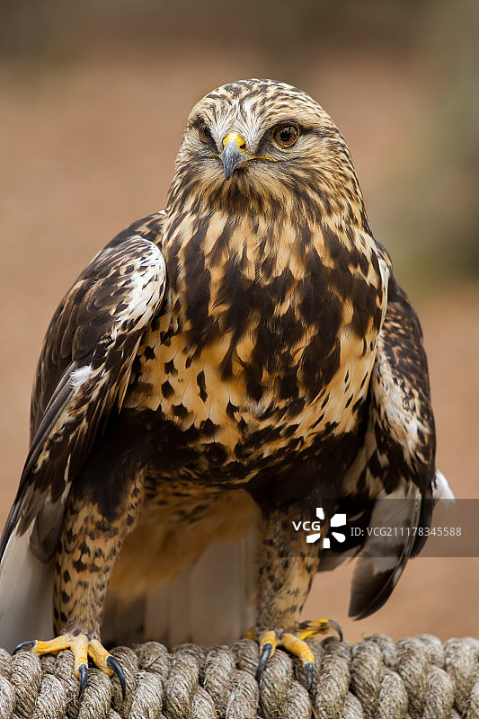 毛脚鵟图片素材