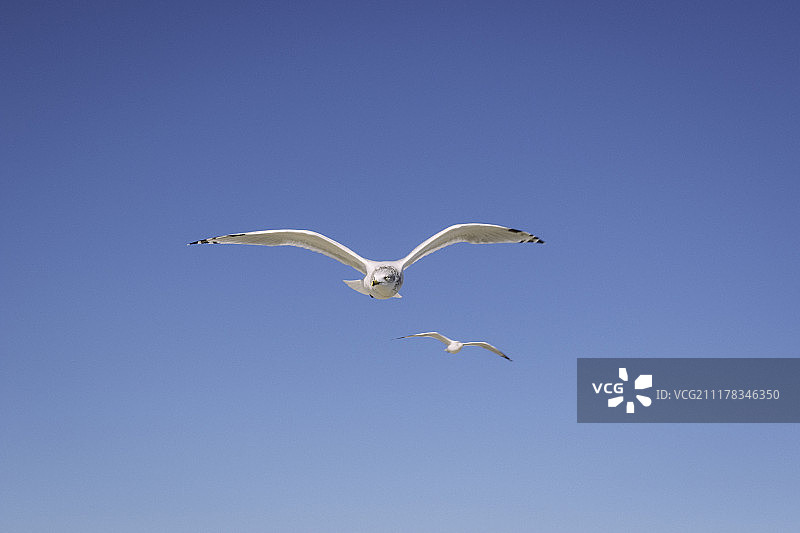 海鸥图片素材