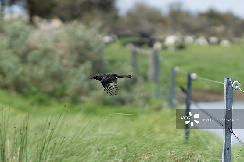 澳洲鹊鸲图片素材