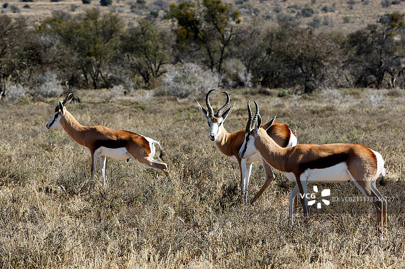 在田野里吃草的跳羚图片素材
