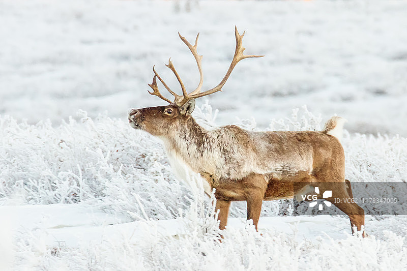 北美驯鹿图片素材