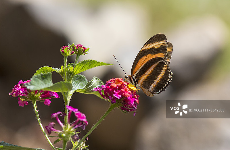 橙色带纹蝴蝶图片素材