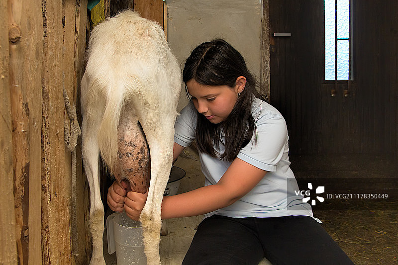 挤羊奶图片素材