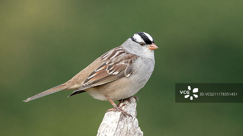 白冠麻雀图片素材