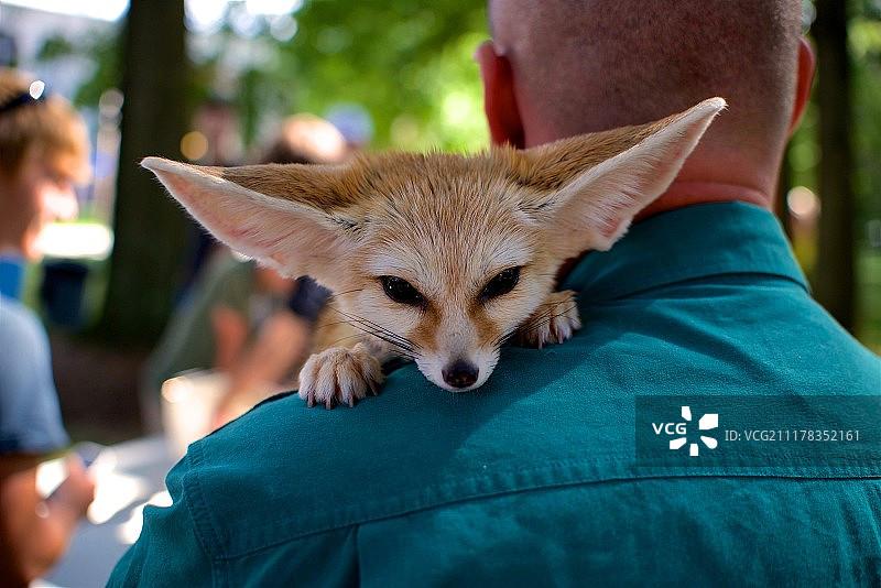 耳廓狐图片素材