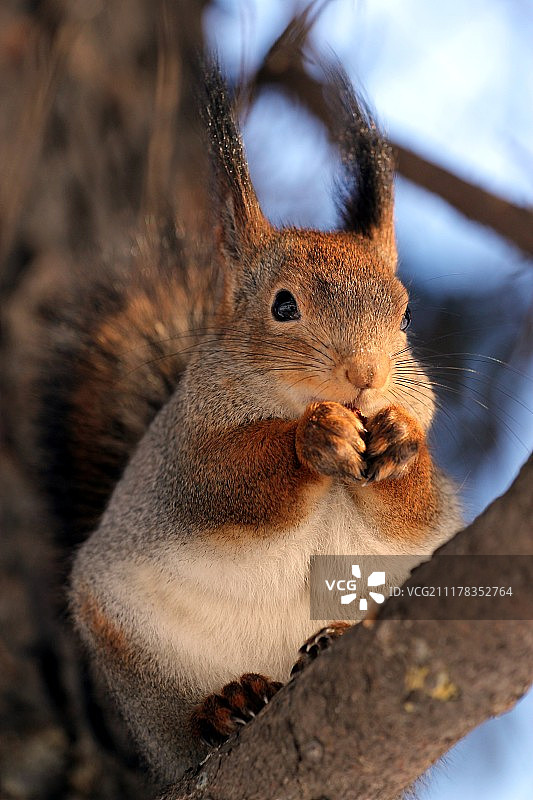 松鼠公园图片素材
