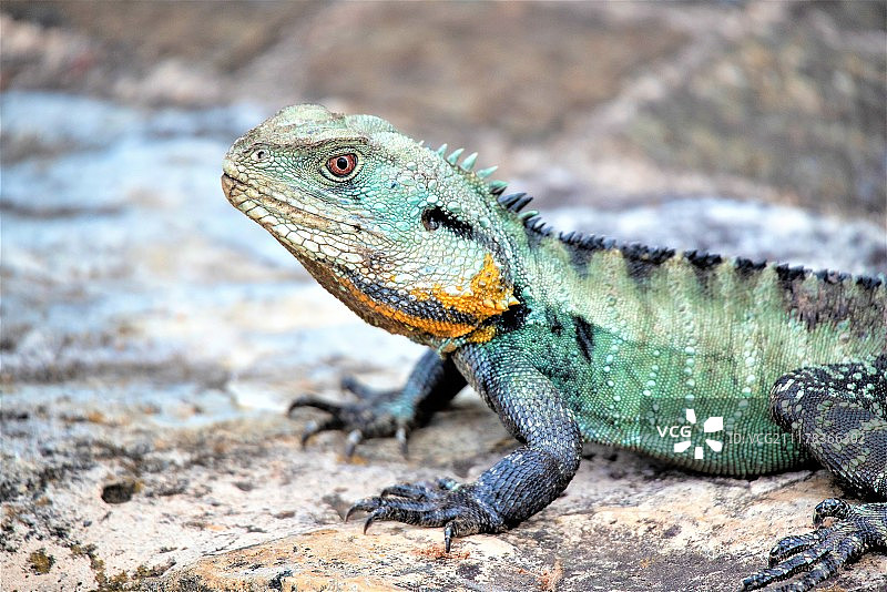 澳大利亚蜥蜴图片素材