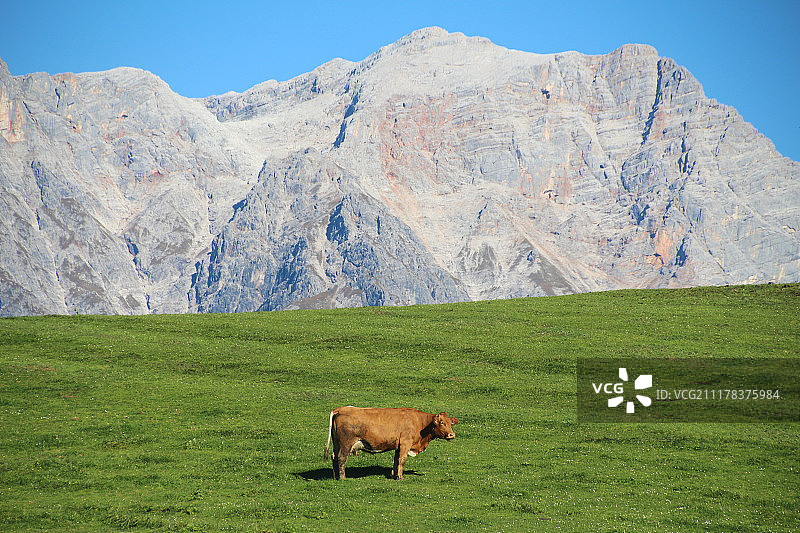 孤独的奶牛图片素材