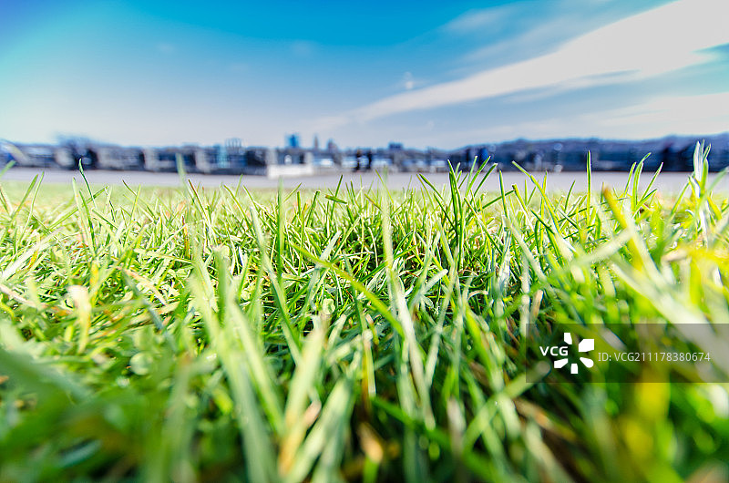 尼亚加拉草图片素材