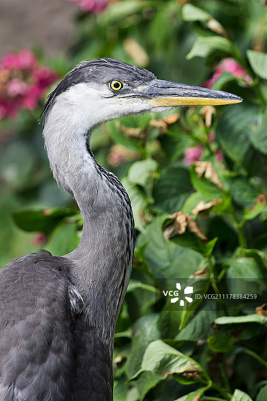 弗罗茨瓦夫动物园中的野生苍鹭图片素材