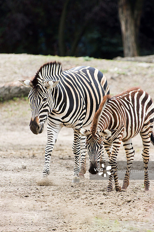 弗罗茨瓦夫动物园里的斑马图片素材