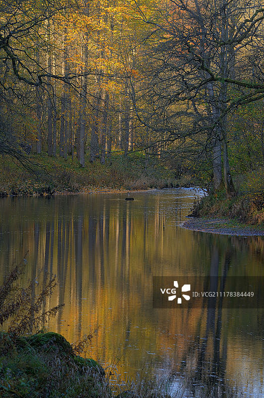 林中漫步图片素材