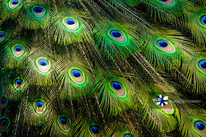 美丽的孔雀开屏尾羽细节，绿色和蓝色突出图片素材