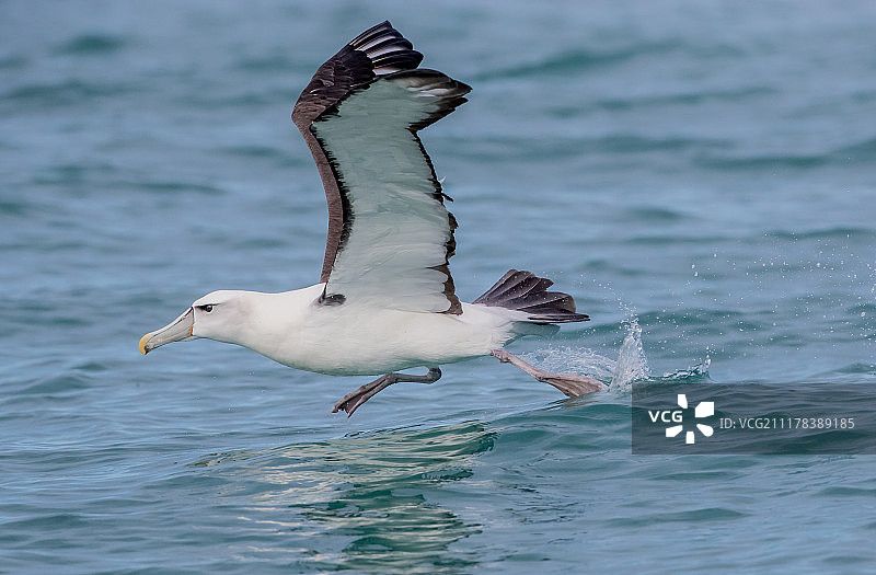 白顶信天翁图片素材