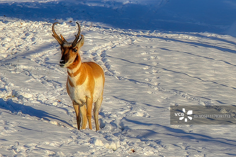 雪地里的叉角羚公鹿图片素材