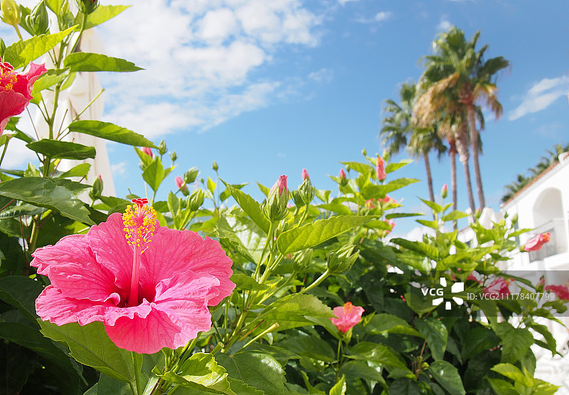 热带度假场景，前景是明亮的粉红色芙蓉花图片素材