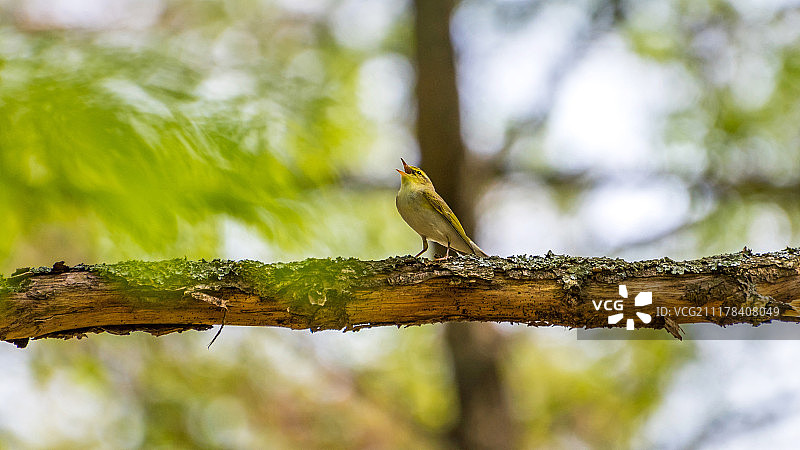 森林歌者图片素材