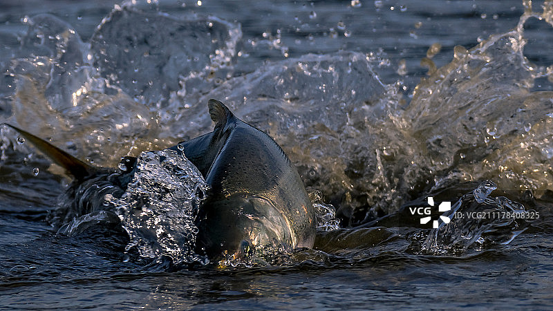 自然银图片素材