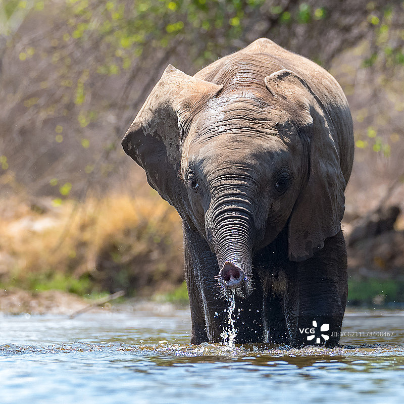 小象畅饮图片素材