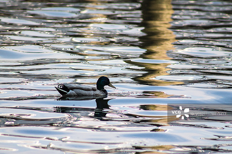 码头边的绿头鸭图片素材