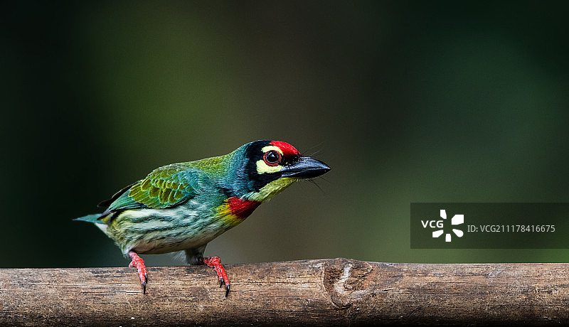 铜匠拟啄木鸟图片素材