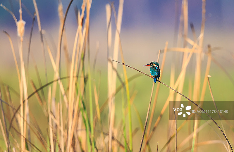自然栖息地中的普通翠鸟图片素材