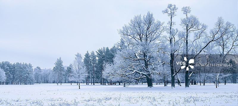 冬季彼得霍夫公园自然风光图片素材