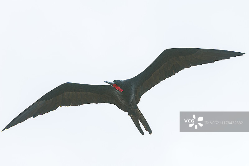 丽Magnificent军舰鸟图片素材