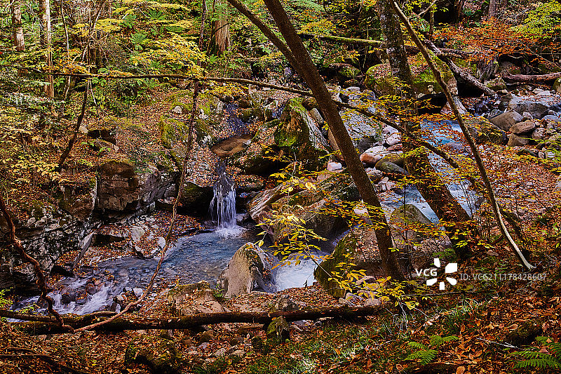 Sawa与落叶图片素材